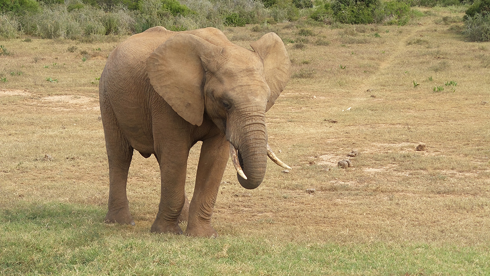 ADDO Elephant Park-elephant