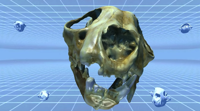 An image of one of the skulls from the Interactive Skull Museum being developed by the Visualization Lab and the Department of Biology. 