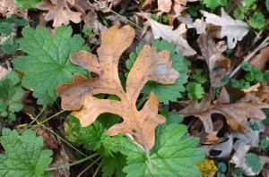 Rescuing our bur oaks