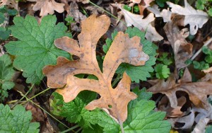 Volunteers needed for Talahi Woods restoration