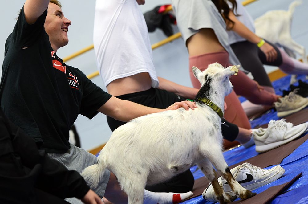 Student doing yoga with goat.
