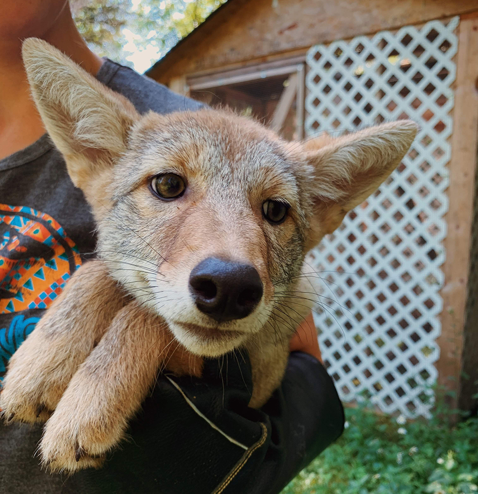 A coyote pup