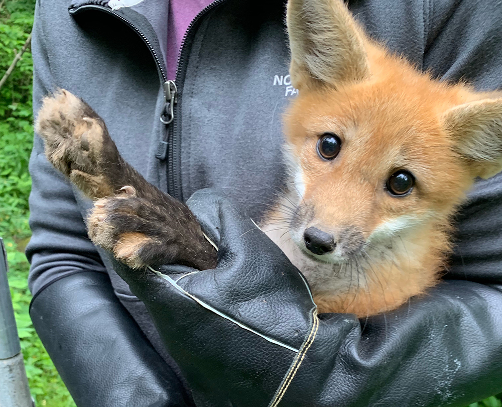 A fox pup