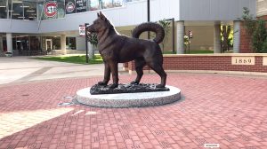 Sculptor brings bronze husky dog to life for Husky Plaza