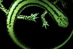 A salamander with biofluorescence