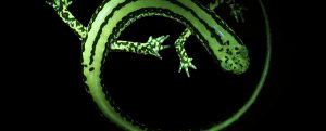 Biofluorescence may be widespread among amphibians