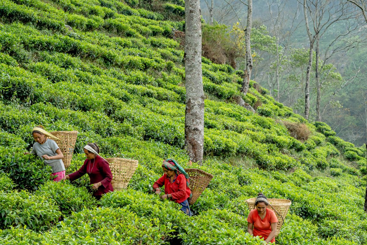 Farmers picking tea leaves