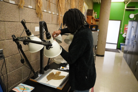 SCSU undergrad aids in digitizing 30,000 plant specimen