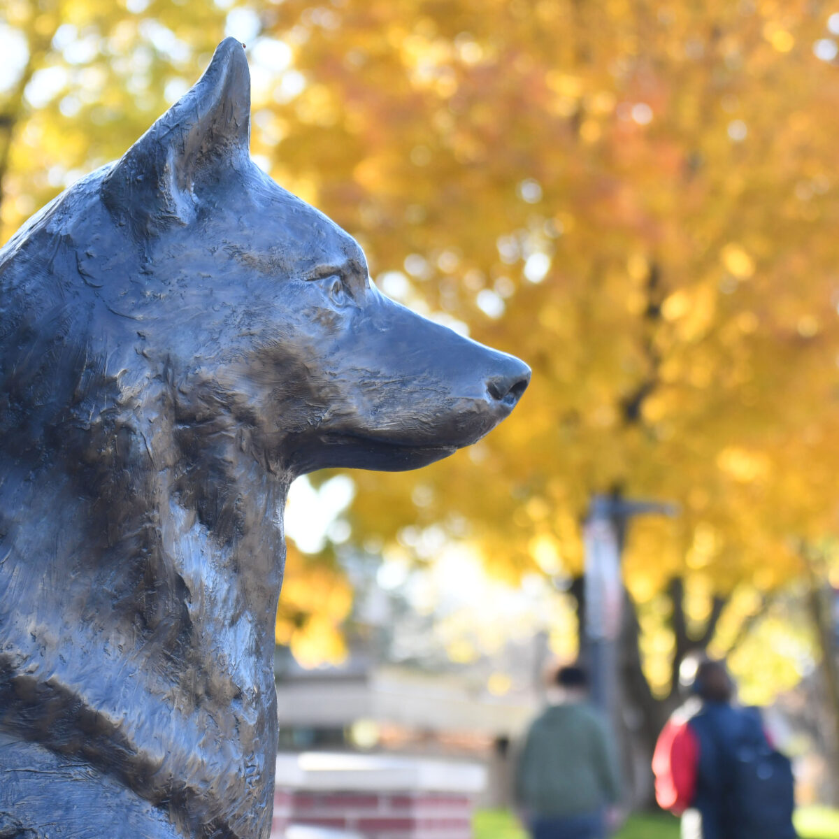 A side profile of a bronze statue of a husky is present while fall leaves and students walking are out of focus in the background