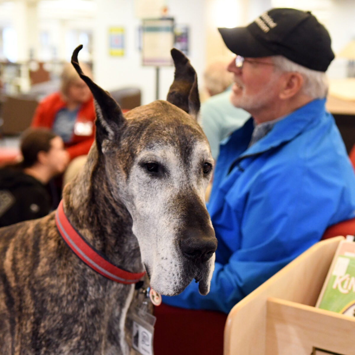 A white faced Great Dane is pictured with a man in a blue shirt and hat visible in the background