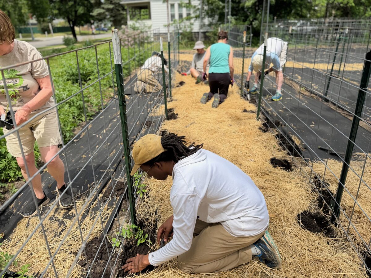 Person planting tomatoes.