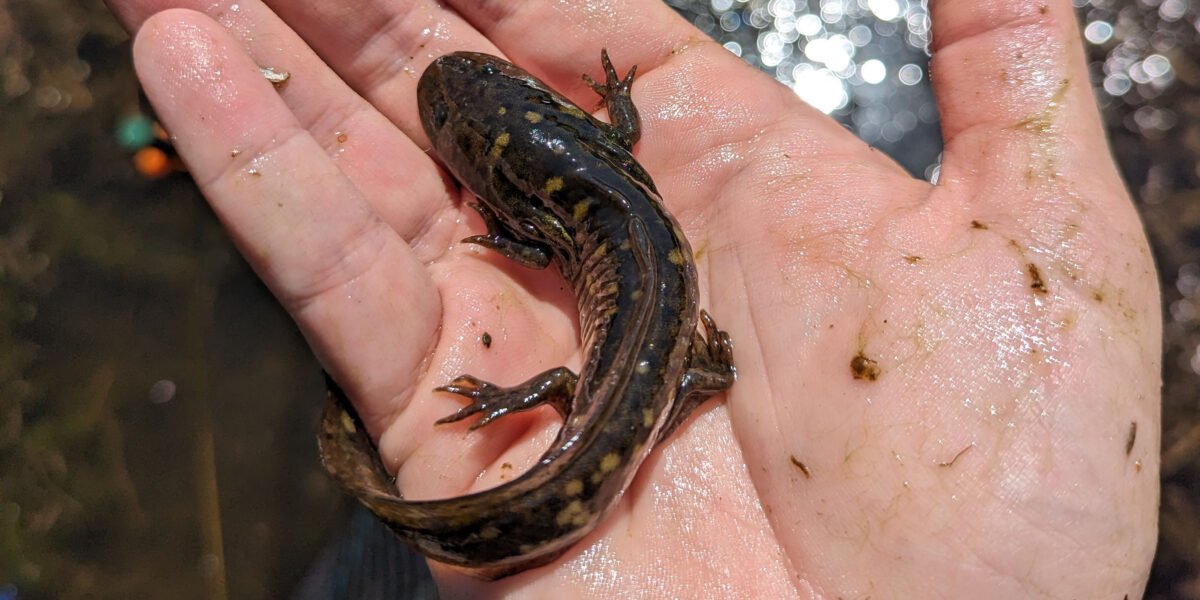 A salamander is held in the palm of a hand