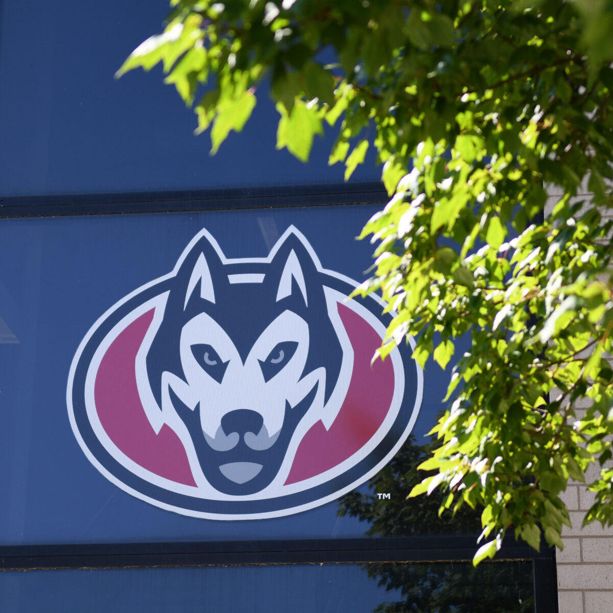 SCSU's secondary logo of the Husky Head is photographed on a window next to a tree