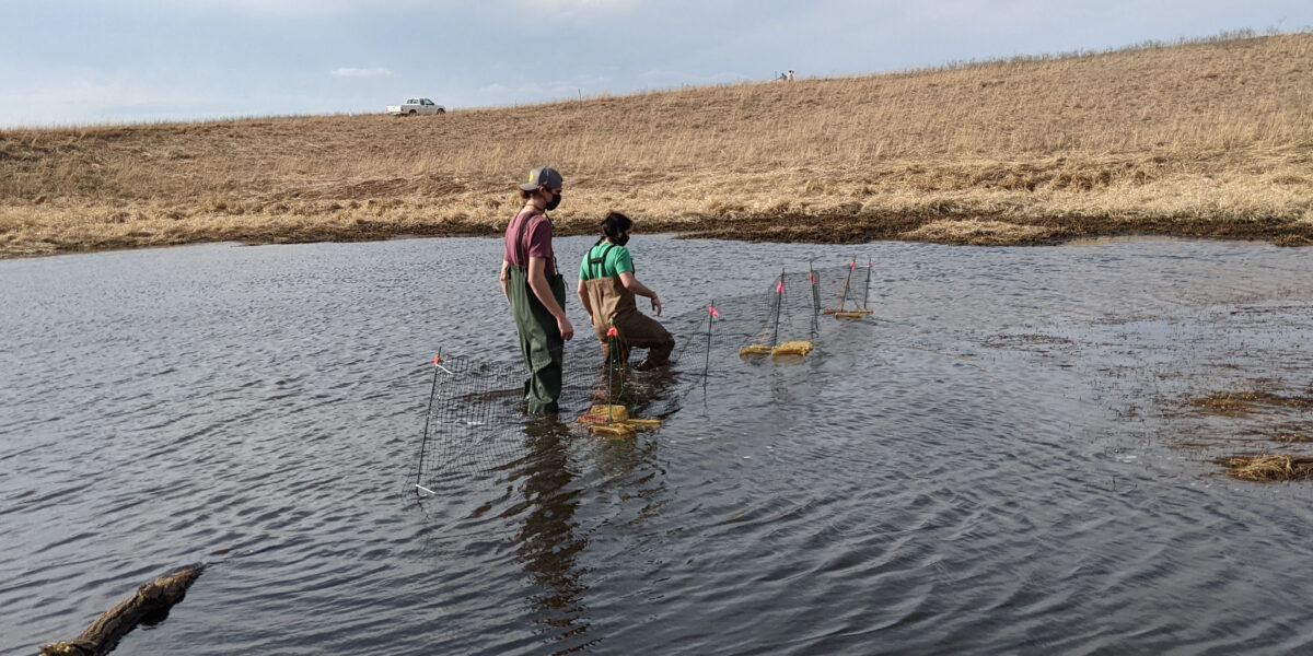 Two people in waders stand in a wetland with traps set up