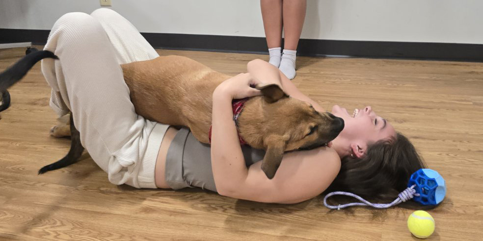 A woman laughs as a puppy licks her face during a puppy yoga session in the Atwood rehearsal room